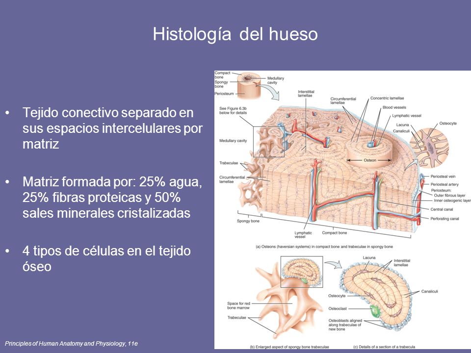 Histología del hueso Tejido conectivo separado en sus espacios intercelulares por matriz.