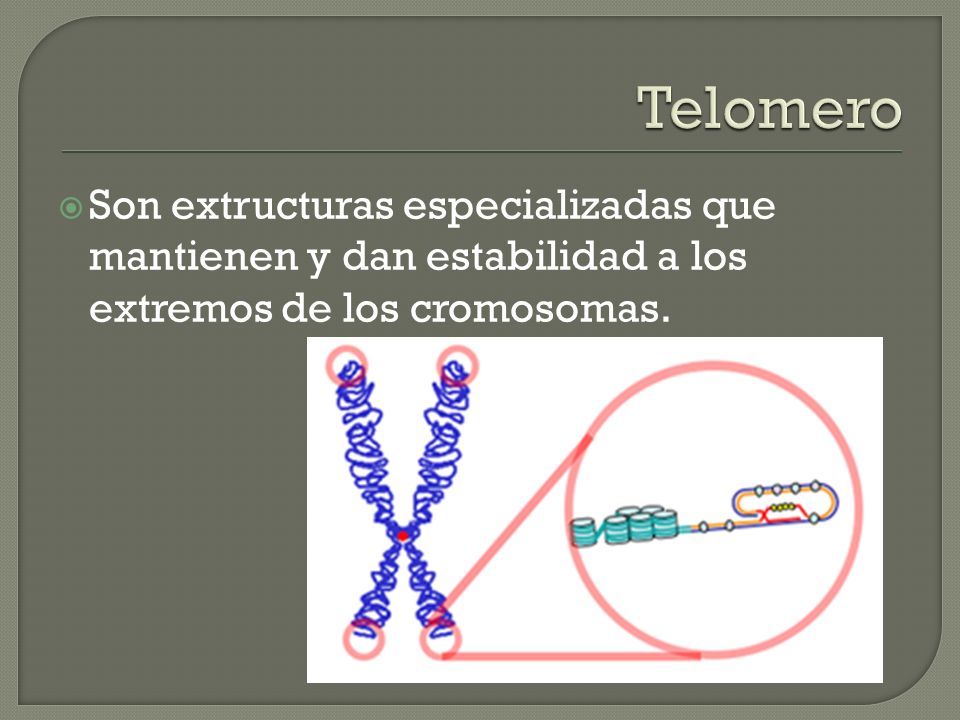 Telomero Son extructuras especializadas que mantienen y dan estabilidad a los extremos de los cromosomas.