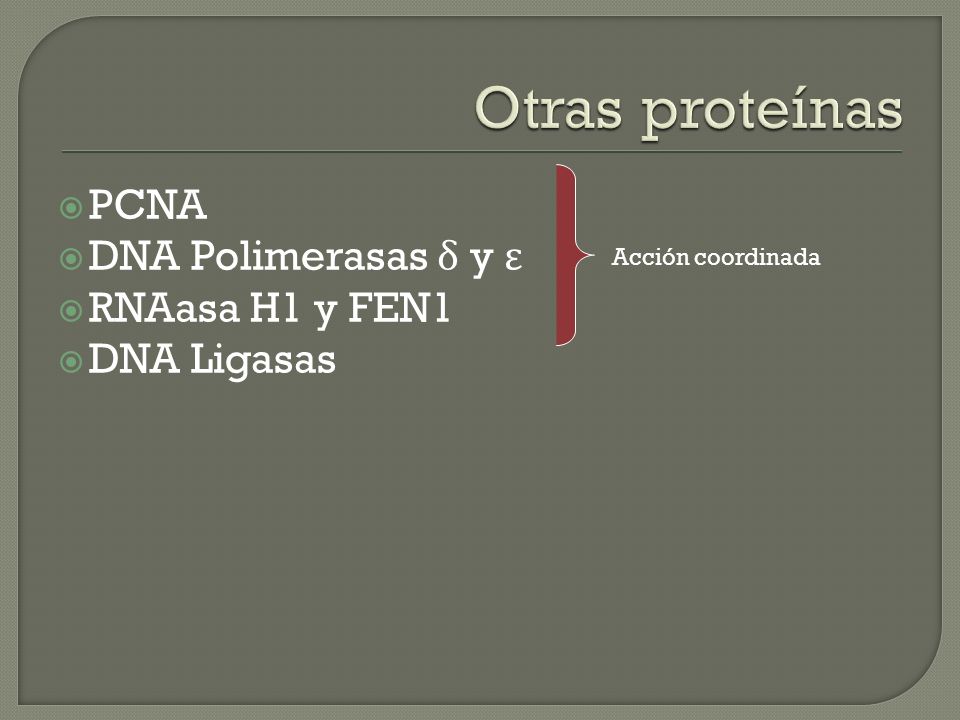 Otras proteínas PCNA DNA Polimerasas δ y ε RNAasa H1 y FEN1