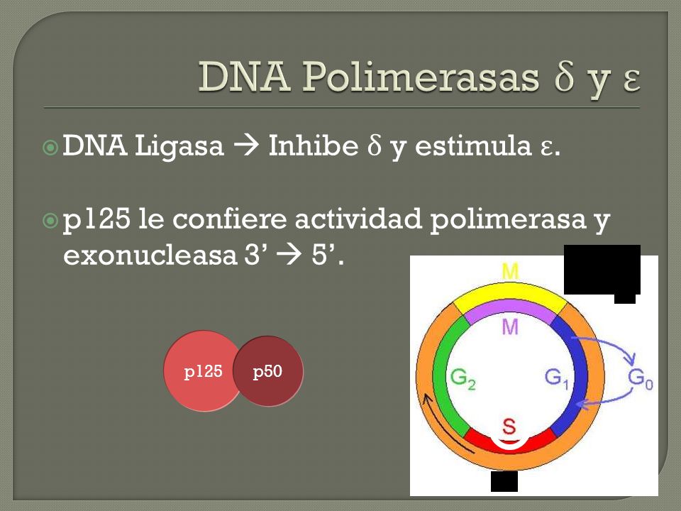 DNA Polimerasas δ y ε DNA Ligasa  Inhibe δ y estimula ε.