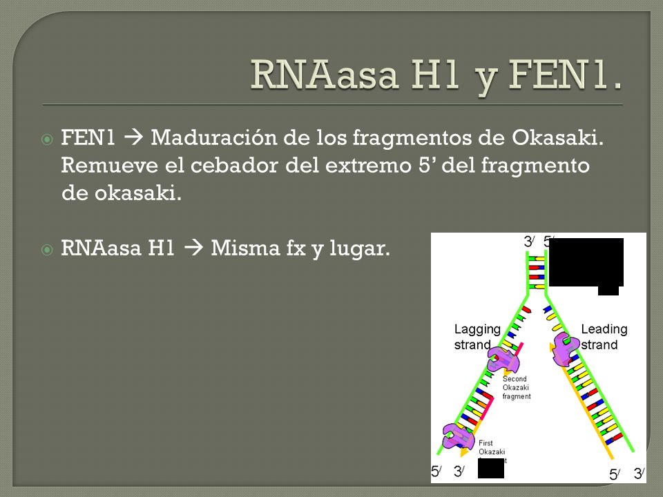 RNAasa H1 y FEN1. FEN1  Maduración de los fragmentos de Okasaki. Remueve el cebador del extremo 5’ del fragmento de okasaki.
