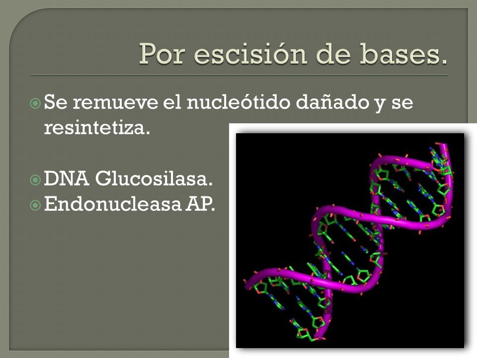 Por escisión de bases. Se remueve el nucleótido dañado y se resintetiza.