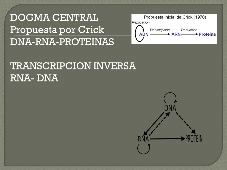 DOGMA CENTRAL Propuesta por Crick DNA-RNA-PROTEINAS TRANSCRIPCION INVERSA RNA- DNA