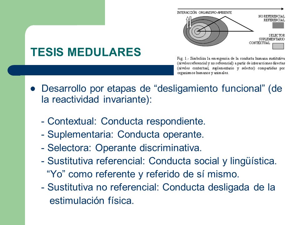 TESIS MEDULARES Desarrollo por etapas de desligamiento funcional (de la reactividad invariante): - Contextual: Conducta respondiente.