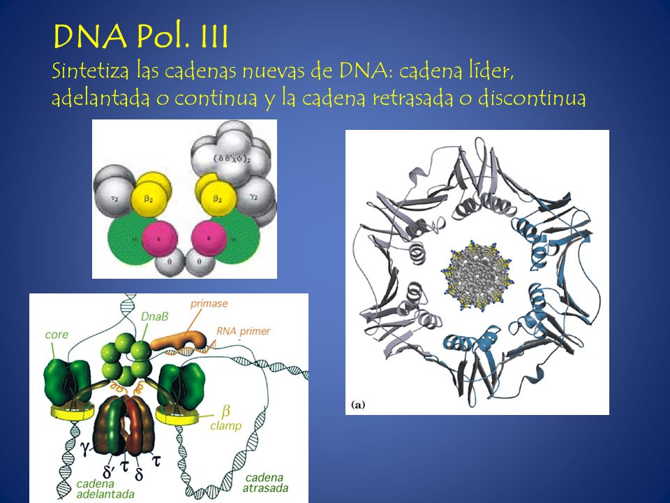 DNA Pol. III Sintetiza las cadenas nuevas de DNA: cadena líder,
