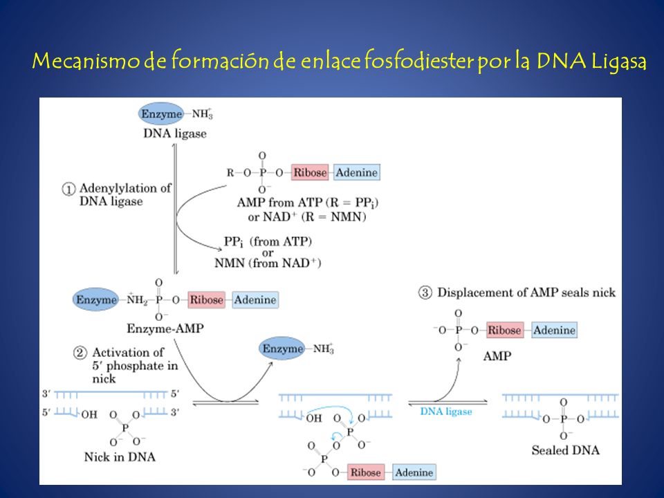 Mecanismo de formación de enlace fosfodiester por la DNA Ligasa