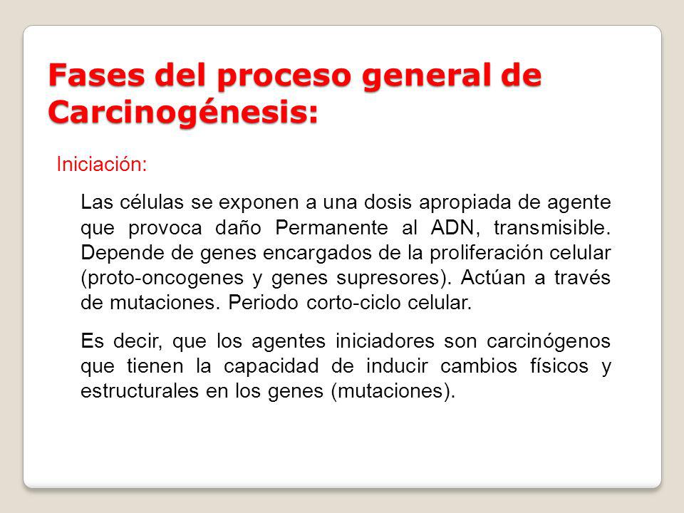 Fases del proceso general de Carcinogénesis: