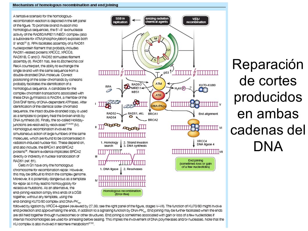 Reparación de cortes producidos en ambas cadenas del DNA
