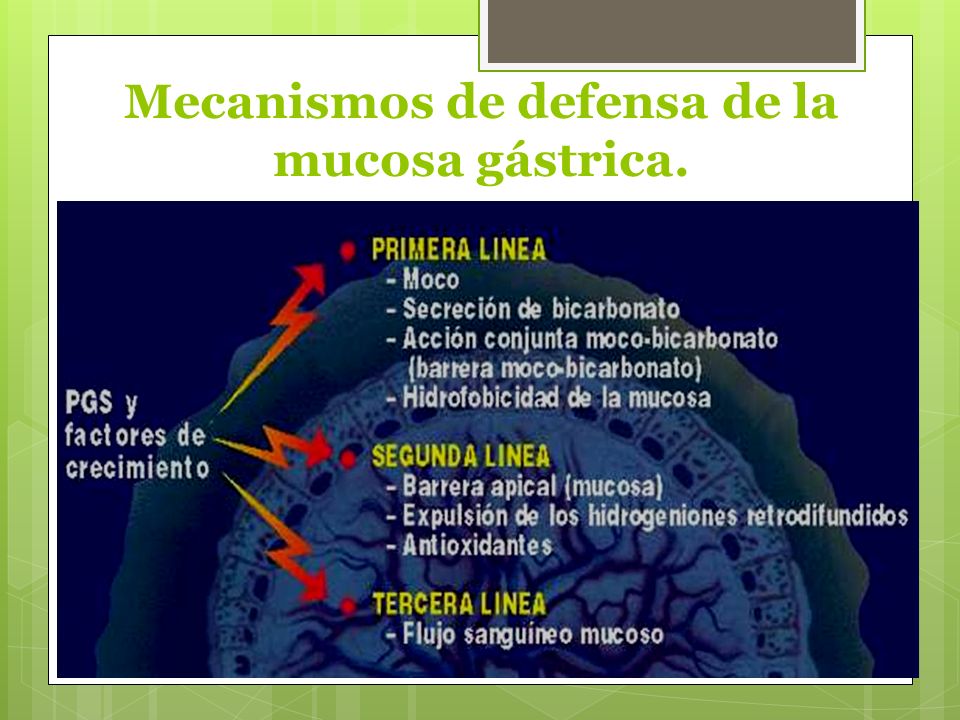 Mecanismos de defensa de la mucosa gástrica.