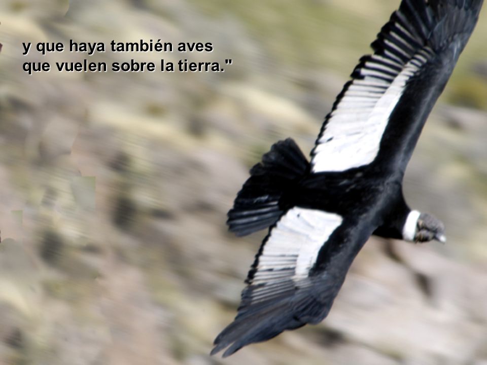 y que haya también aves que vuelen sobre la tierra.