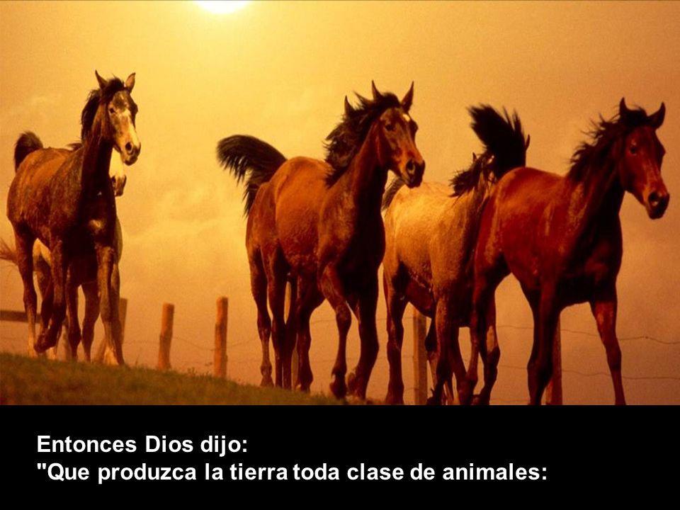 Entonces Dios dijo: Que produzca la tierra toda clase de animales: