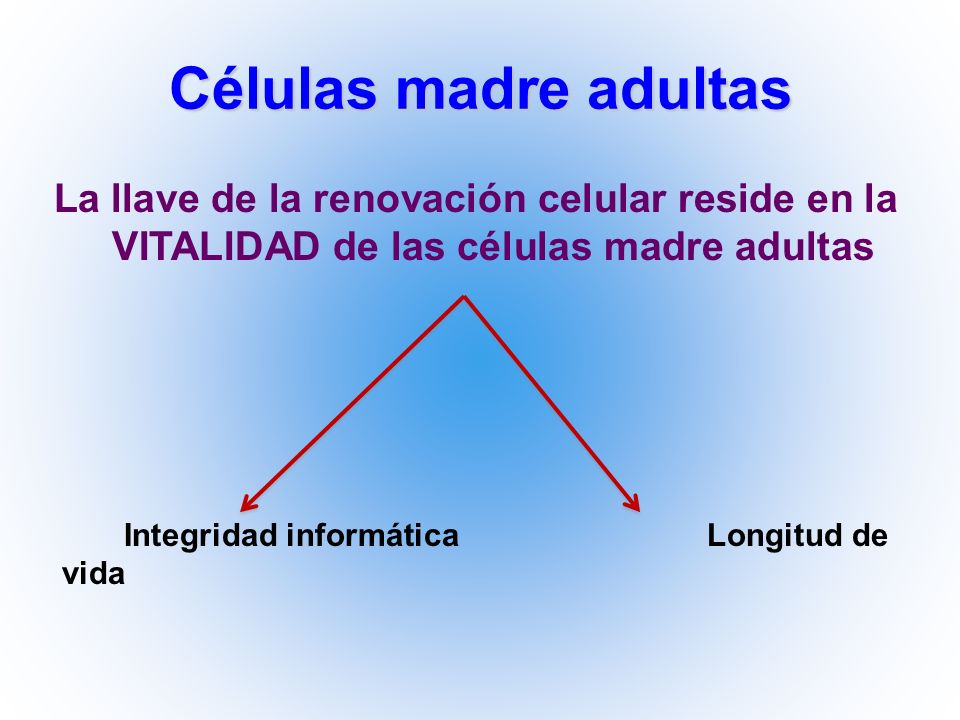 Células madre adultas La llave de la renovación celular reside en la VITALIDAD de las células madre adultas.