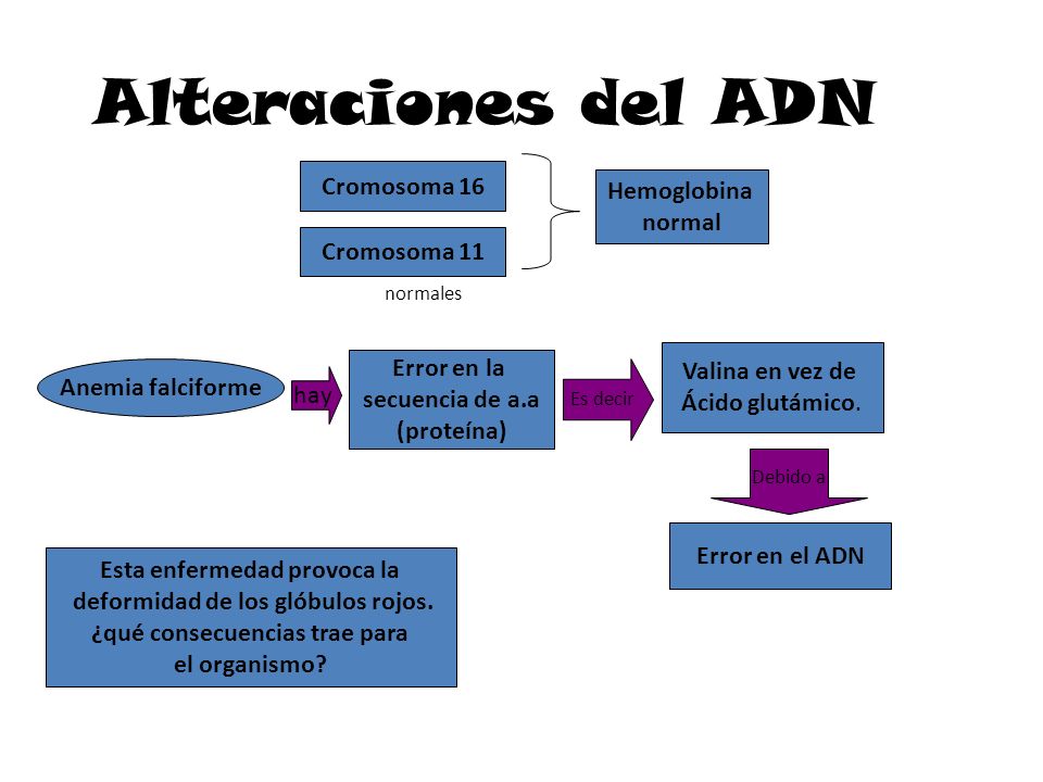 Alteraciones del ADN Cromosoma 16 Hemoglobina normal Cromosoma 11