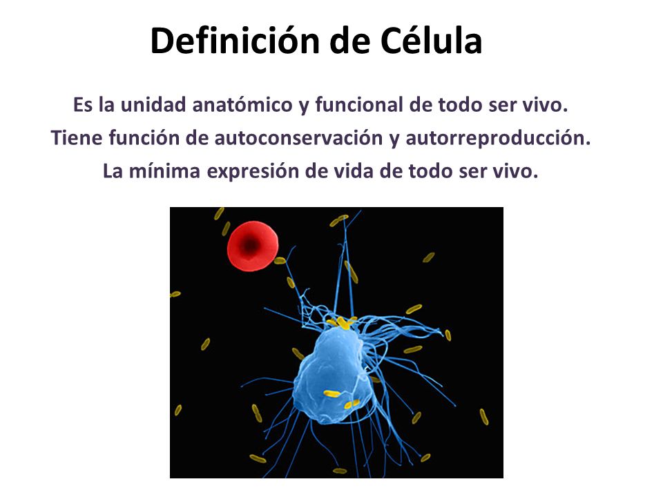 Definición de Célula Es la unidad anatómico y funcional de todo ser vivo. Tiene función de autoconservación y autorreproducción.