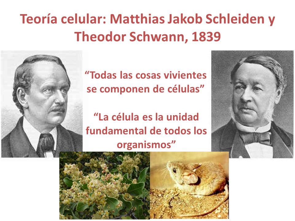 Teoría celular: Matthias Jakob Schleiden y Theodor Schwann, 1839