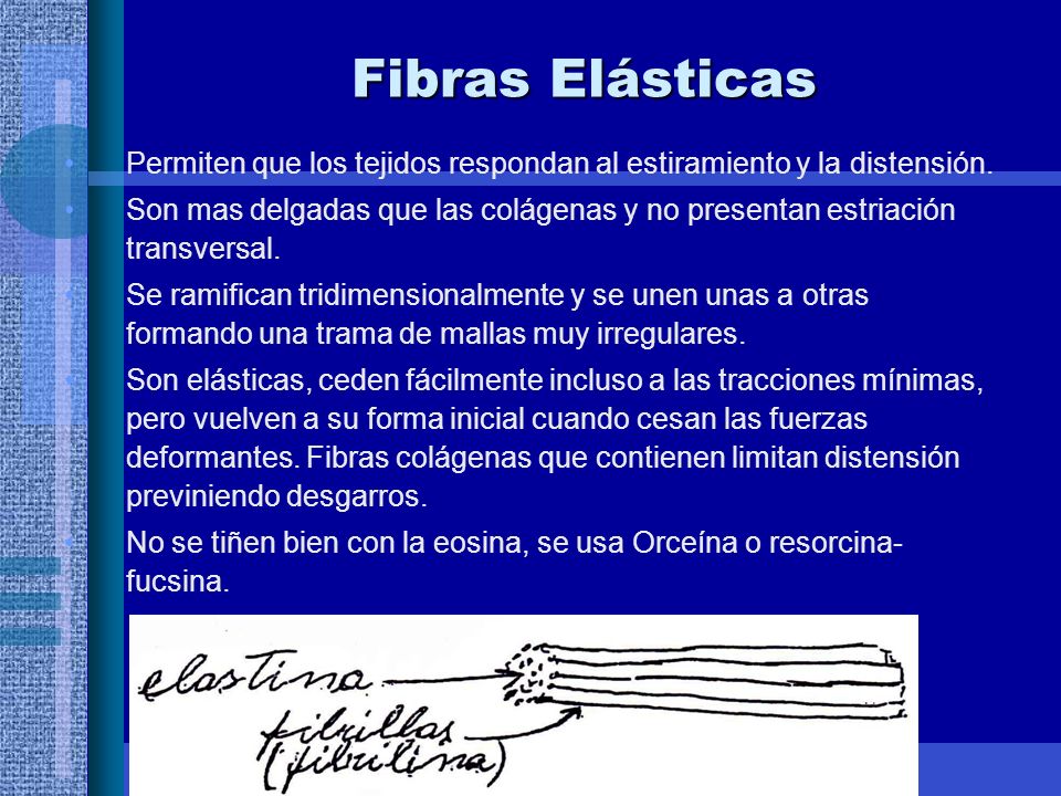 Fibras Elásticas Permiten que los tejidos respondan al estiramiento y la distensión.