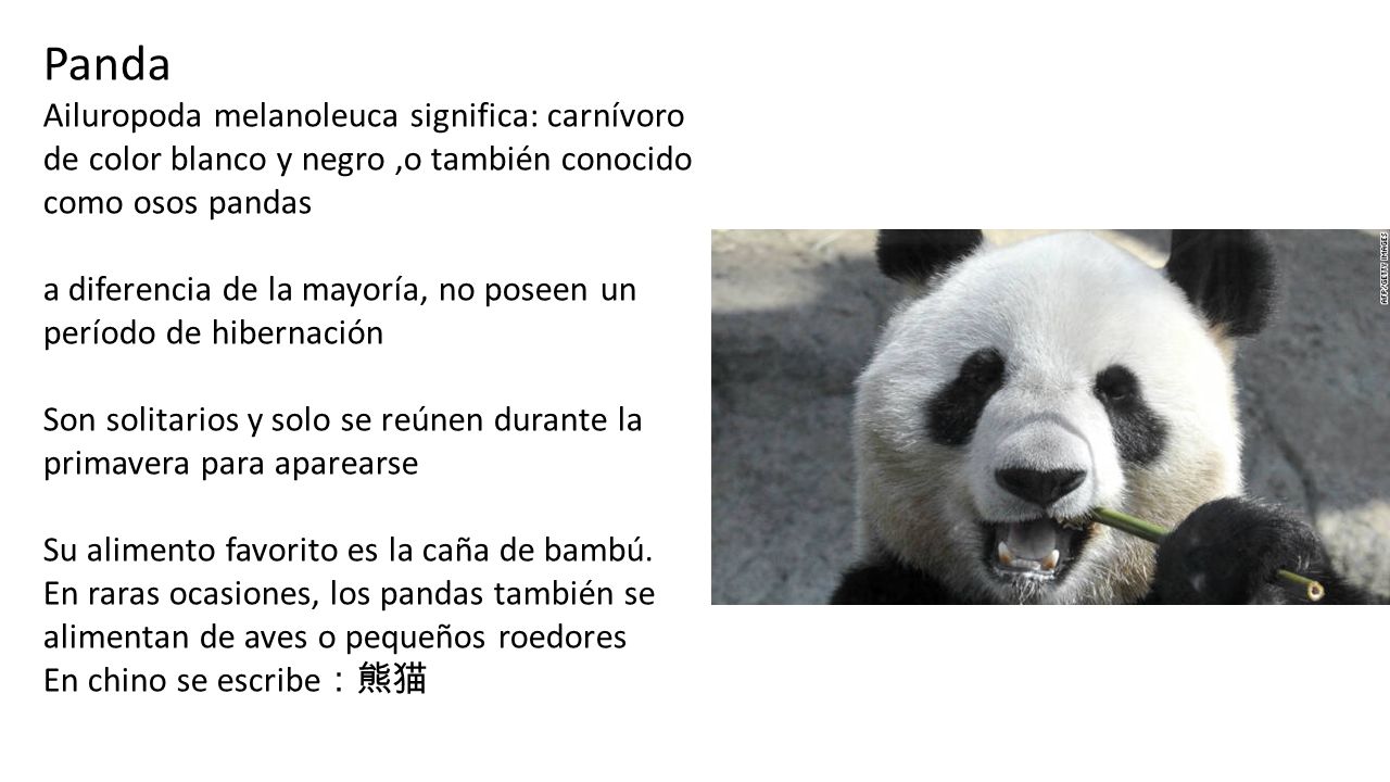 Panda Ailuropoda melanoleuca significa: carnívoro de color blanco y negro ,o también conocido como osos pandas.