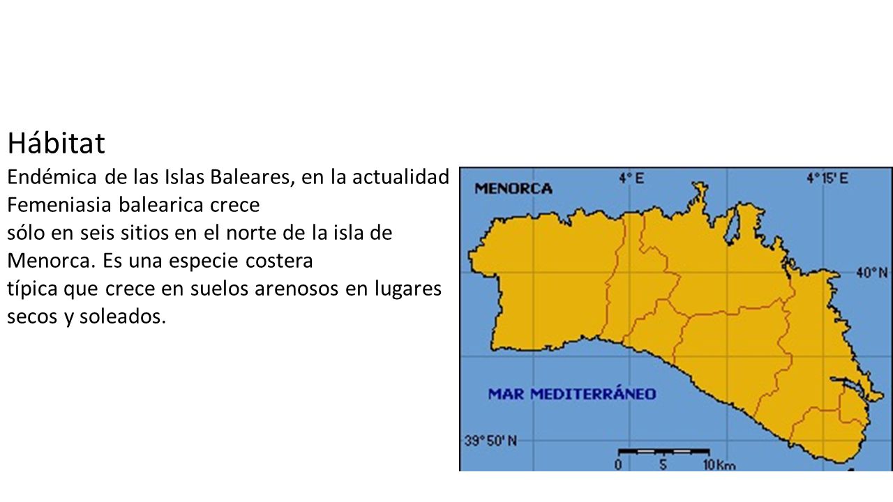 Hábitat Endémica de las Islas Baleares, en la actualidad Femeniasia balearica crece.