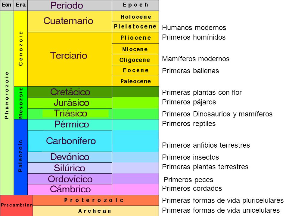 Humanos modernos Primeros homínidos. Mamíferos modernos. Primeras ballenas. Primeras plantas con flor.