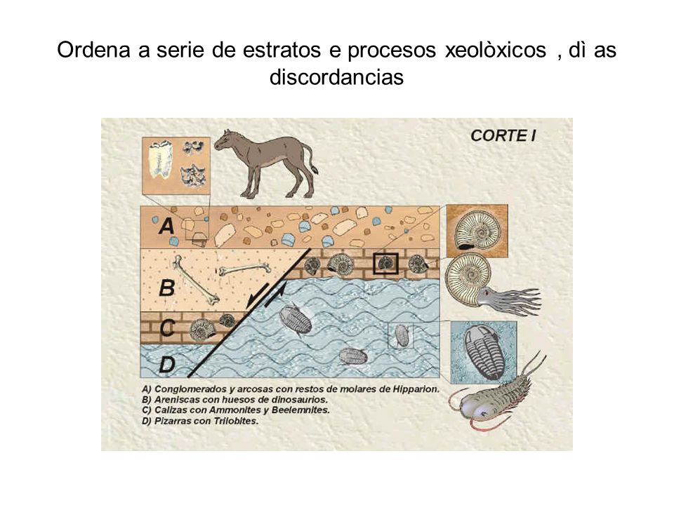 Ordena a serie de estratos e procesos xeolòxicos , dì as discordancias