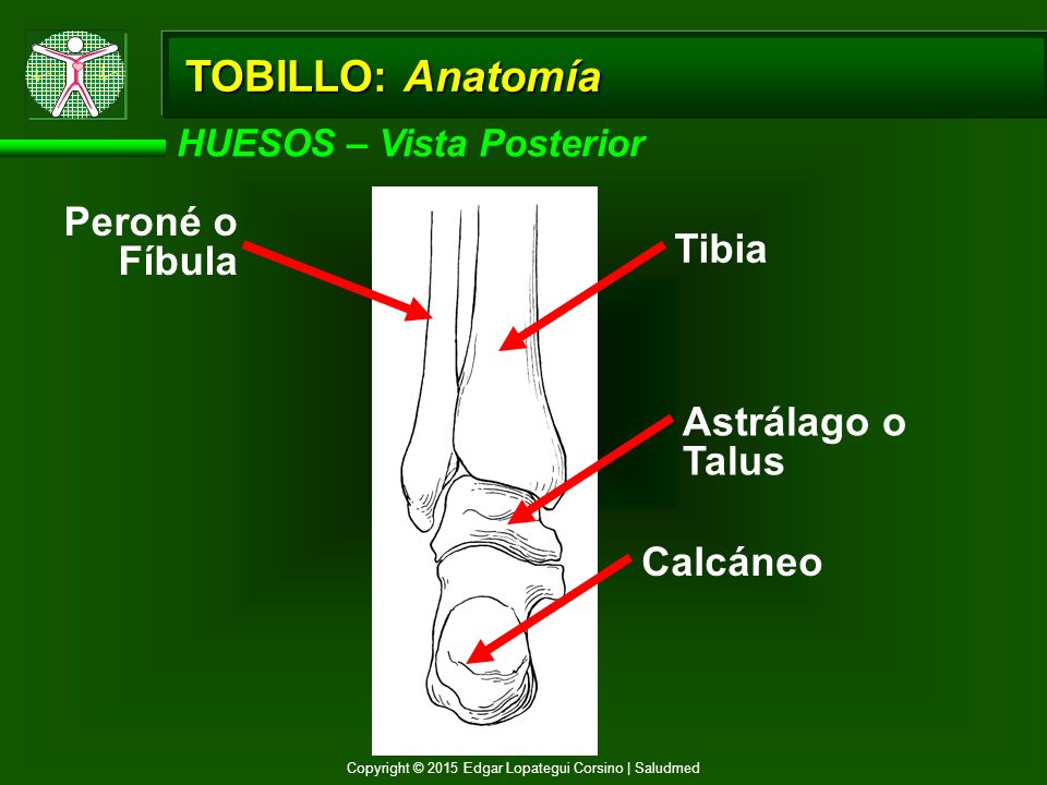 TOBILLO: Anatomía Peroné o Fíbula Tibia Astrálago o Talus Calcáneo