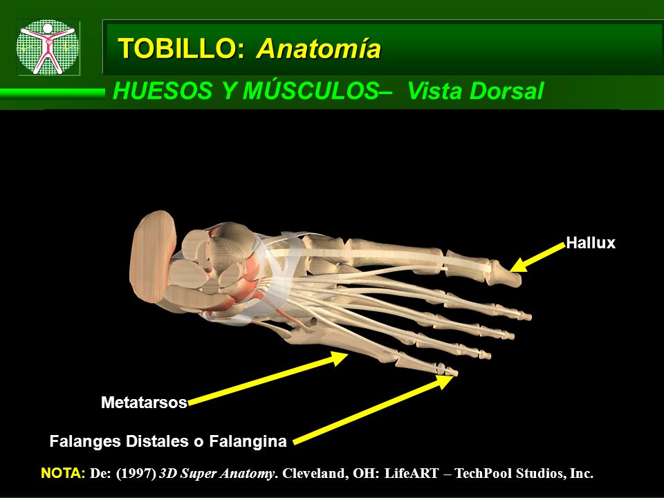 TOBILLO: Anatomía HUESOS Y MÚSCULOS– Vista Dorsal Hallux Metatarsos