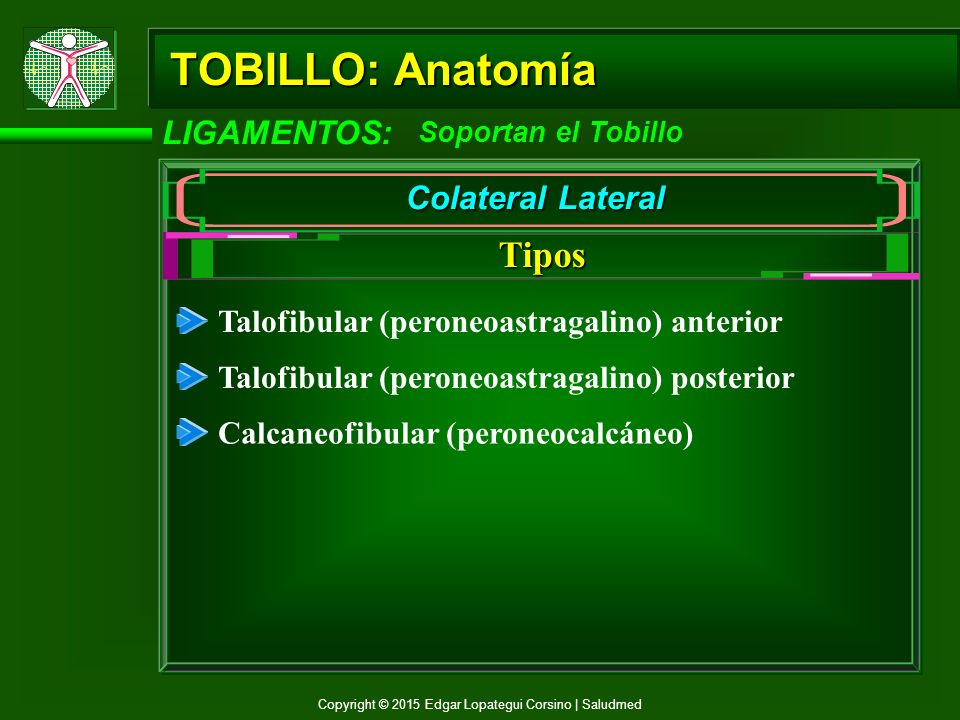 TOBILLO: Anatomía Tipos LIGAMENTOS: Colateral Lateral