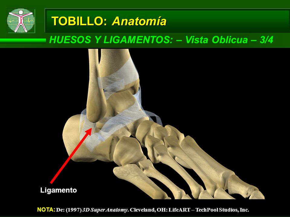 TOBILLO: Anatomía HUESOS Y LIGAMENTOS: – Vista Oblicua – 3/4 Ligamento