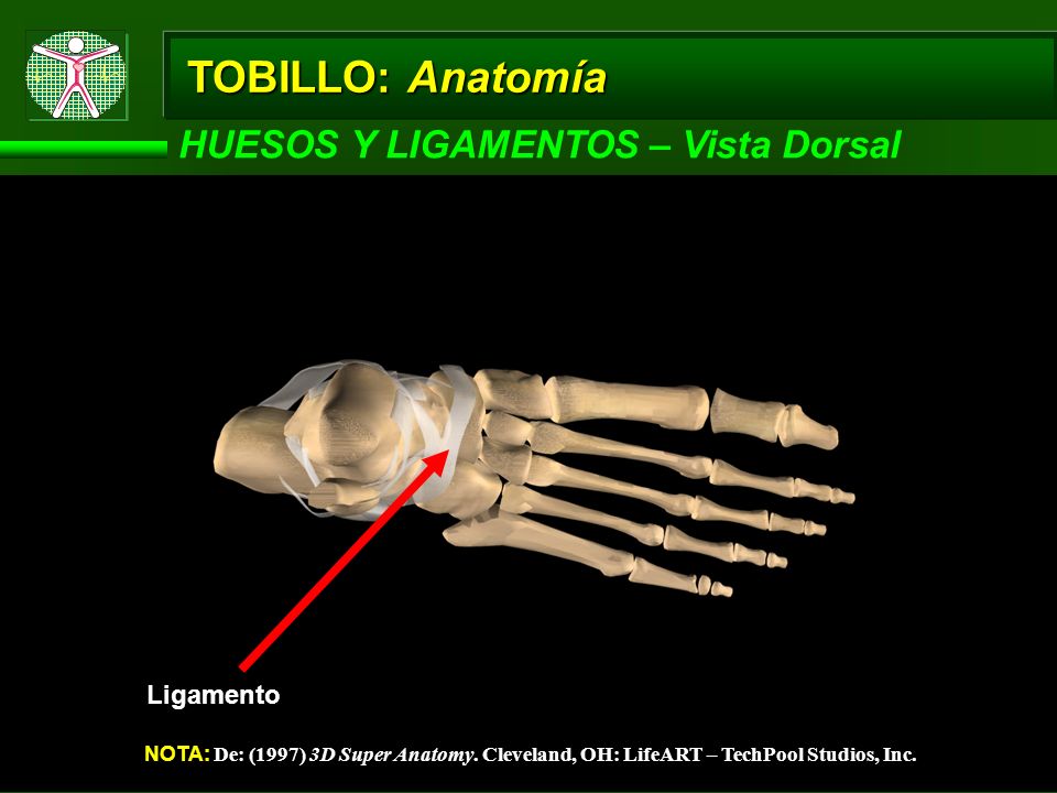 TOBILLO: Anatomía HUESOS Y LIGAMENTOS – Vista Dorsal Ligamento