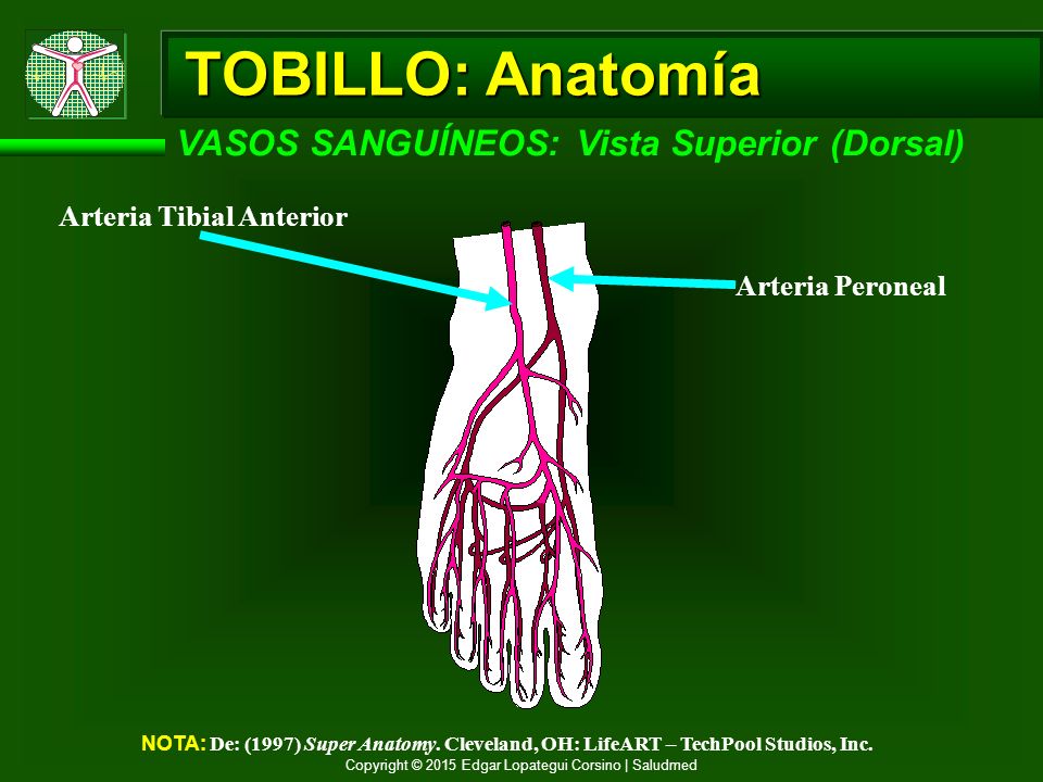 TOBILLO: Anatomía VASOS SANGUÍNEOS: Vista Superior (Dorsal)