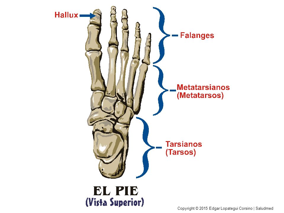 Copyright © 2015 Edgar Lopategui Corsino | Saludmed