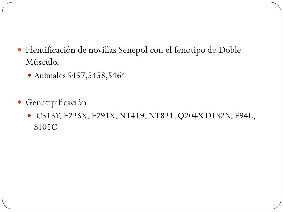 Identificación de novillas Senepol con el fenotipo de Doble Músculo.