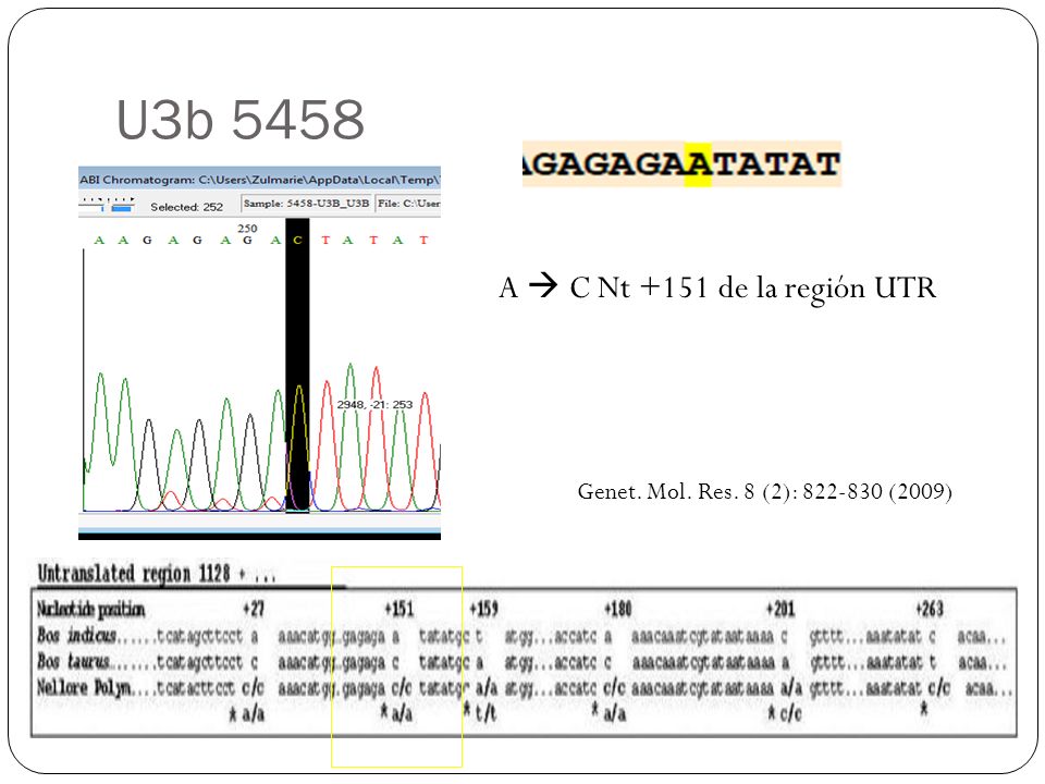 U3b 5458 A  C Nt +151 de la región UTR