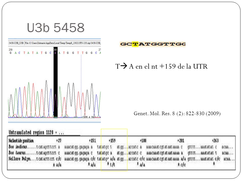 U3b 5458 T A en el nt +159 de la UTR Genet. Mol. Res. 8 (2): (2009)