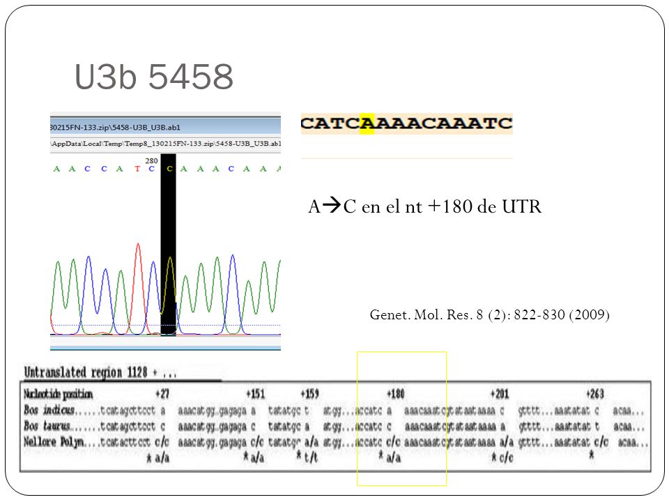 U3b 5458 AC en el nt +180 de UTR Genet. Mol. Res. 8 (2): (2009)