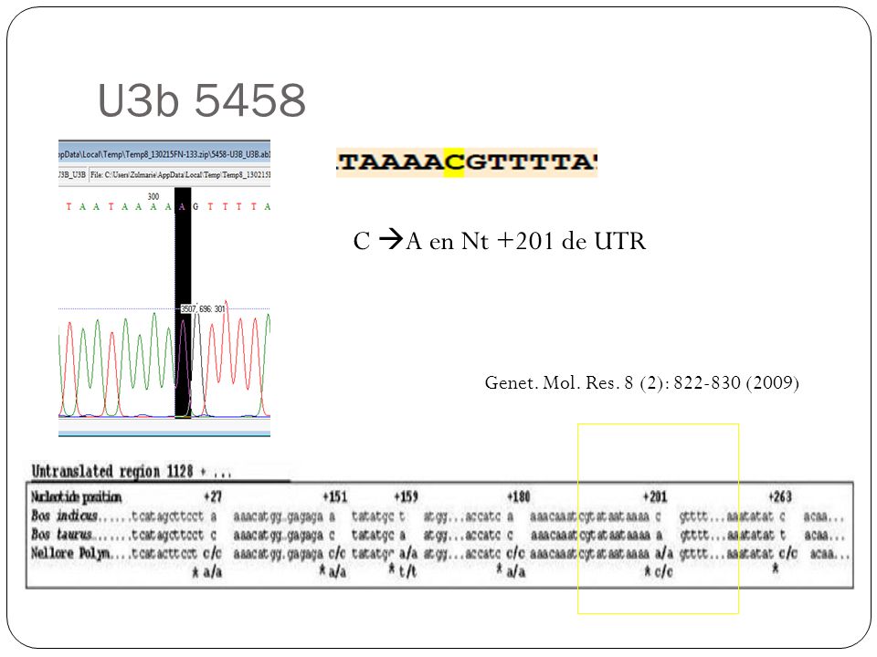 U3b 5458 C A en Nt +201 de UTR Genet. Mol. Res. 8 (2): (2009)