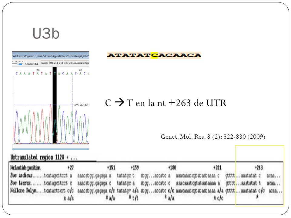 U3b C  T en la nt +263 de UTR Genet. Mol. Res. 8 (2): (2009)