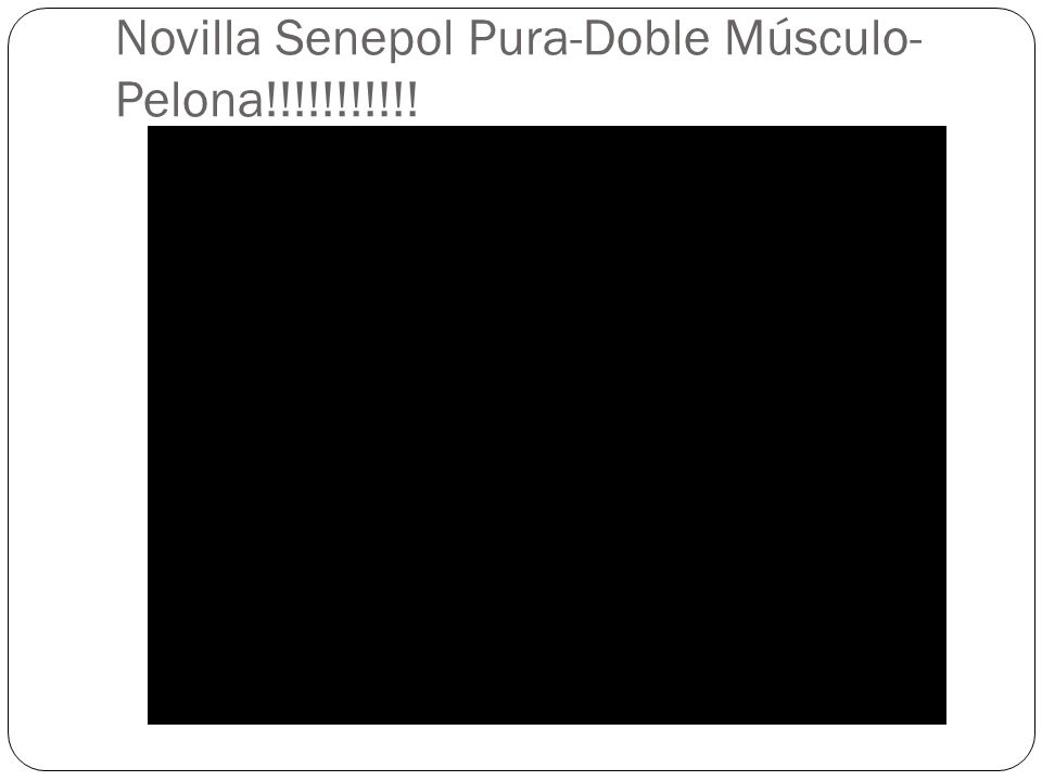 Novilla Senepol Pura-Doble Músculo-Pelona!!!!!!!!!!!