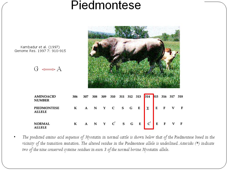 The predicted amino acid sequence of Myostatin in normal cattle is shown below that of the Piedmontese breed in the vicinity of the transition mutation.