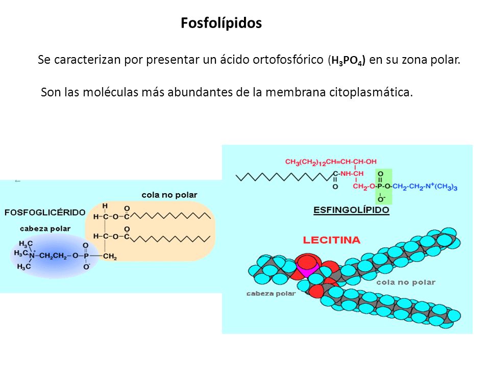 Fosfolípidos Se caracterizan por presentar un ácido ortofosfórico (H3PO4) en su zona polar.