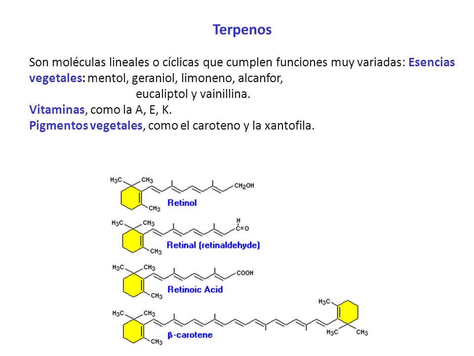 Terpenos Son moléculas lineales o cíclicas que cumplen funciones muy variadas: Esencias vegetales: mentol, geraniol, limoneno, alcanfor,