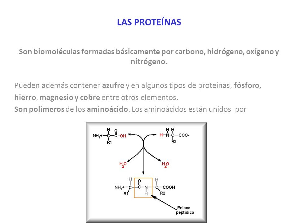 LAS PROTEÍNAS Son biomoléculas formadas básicamente por carbono, hidrógeno, oxígeno y nitrógeno.
