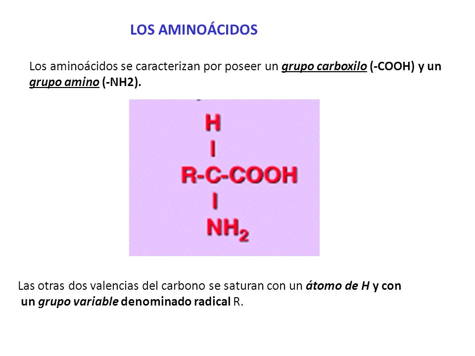 LOS AMINOÁCIDOS Los aminoácidos se caracterizan por poseer un grupo carboxilo (-COOH) y un grupo amino (-NH2).