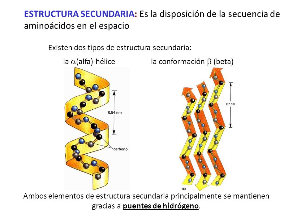 ESTRUCTURA SECUNDARIA: Es la disposición de la secuencia de aminoácidos en el espacio