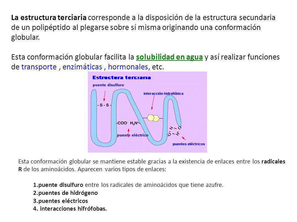 La estructura terciaria corresponde a la disposición de la estructura secundaria de un polipéptido al plegarse sobre sí misma originando una conformación globular.