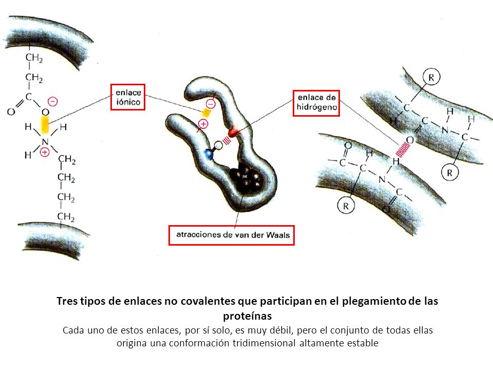 Tres tipos de enlaces no covalentes que participan en el plegamiento de las proteínas