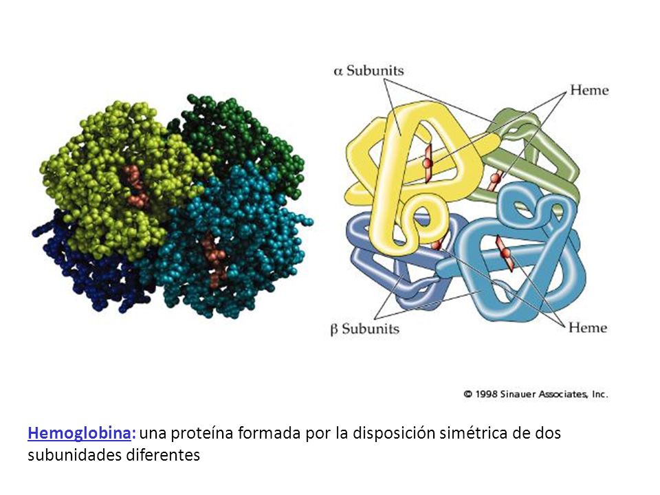 Hemoglobina: una proteína formada por la disposición simétrica de dos subunidades diferentes