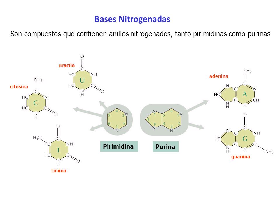 Bases Nitrogenadas Son compuestos que contienen anillos nitrogenados, tanto pirimidinas como purinas.