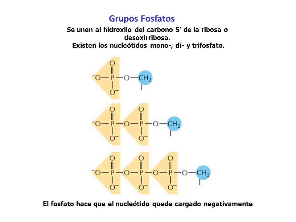Grupos Fosfatos Se unen al hidroxilo del carbono 5’ de la ribosa o desoxirribosa. Existen los nucleótidos mono-, di- y trifosfato.