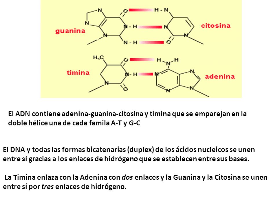 El ADN contiene adenina-guanina-citosina y timina que se emparejan en la doble hélice una de cada famila A-T y G-C